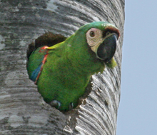 Chestnut-fronted Macaw